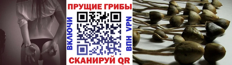 Купить  Похвистнево  Галлюциногенные грибы ЛСД 